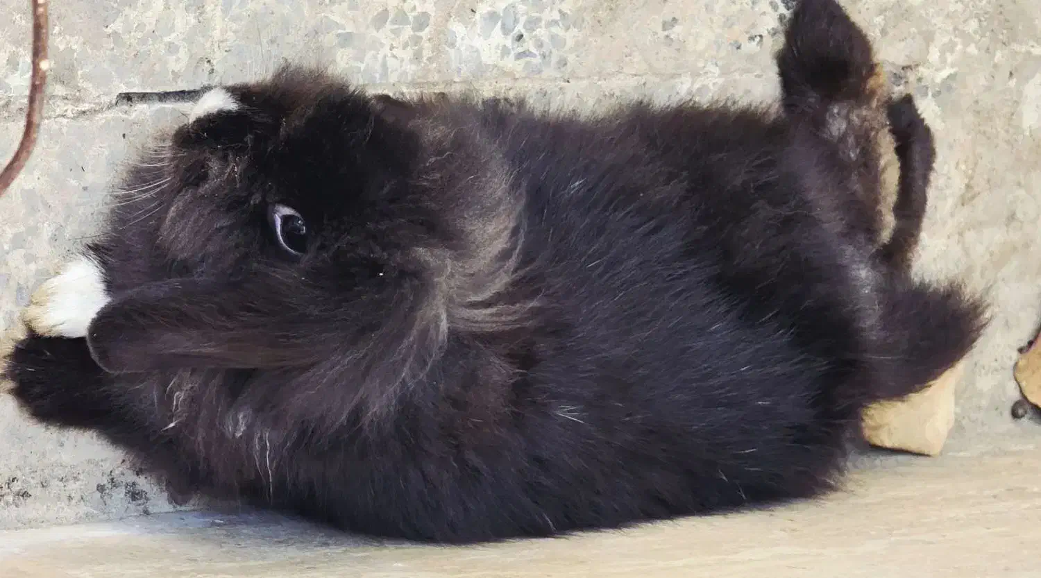 خرگوش لوپ ماده دو ساله|موش و خرگوش|بندرعباس, |دیوار