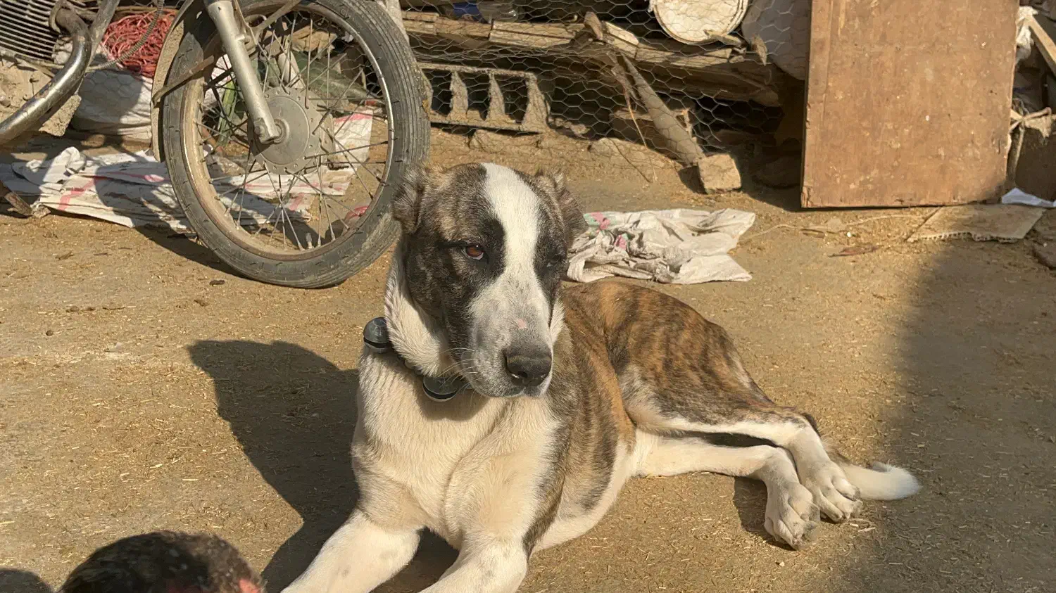 سگ خراسانی|سگ|کردکوی, |دیوار