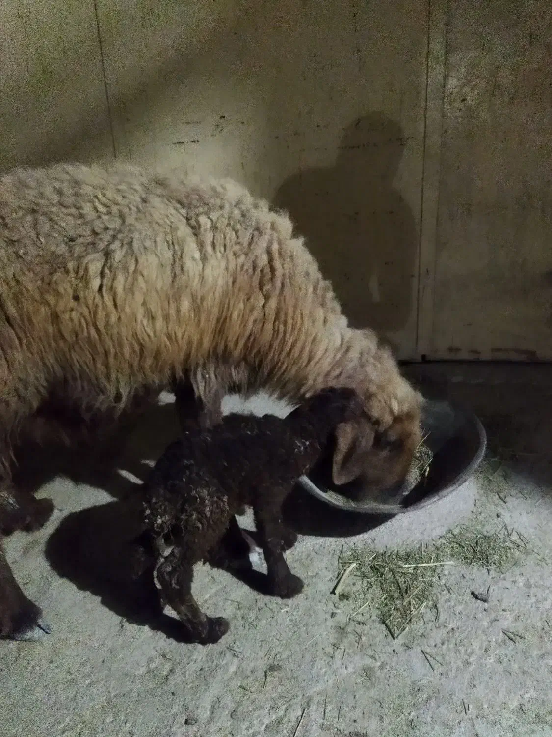 میش بره دار|حیوانات مزرعه|آبپخش, |دیوار