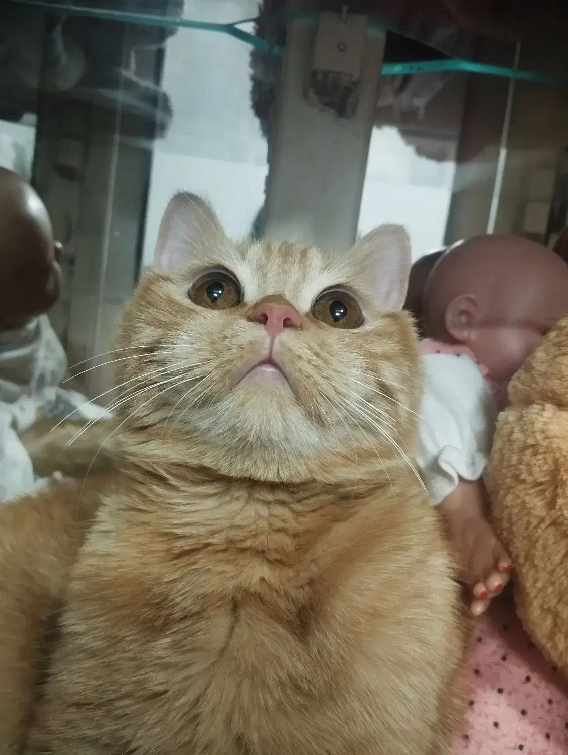 گربه|گربه|زاهدان, |دیوار