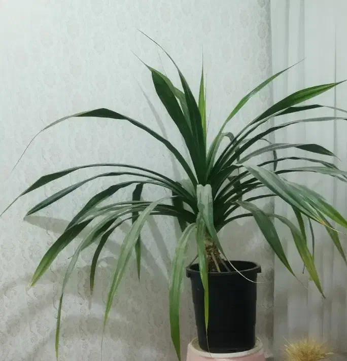 گل طبیعی پاندانوس|گل و گیاه طبیعی|سبزوار, مدرس|دیوار