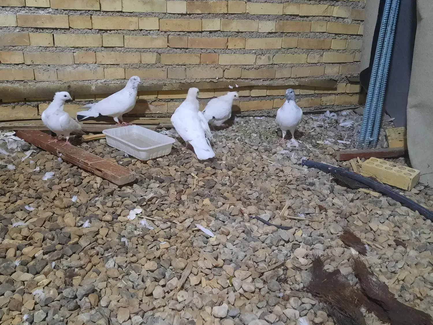 فروش یا معاوضه|پرنده|خرمشهر, |دیوار