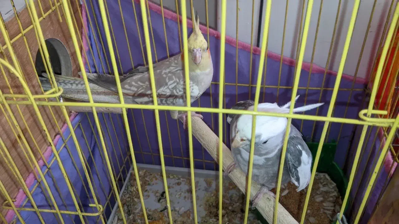 عروس هلندی رام با تخم و جوجه|پرنده|کرمان, |دیوار