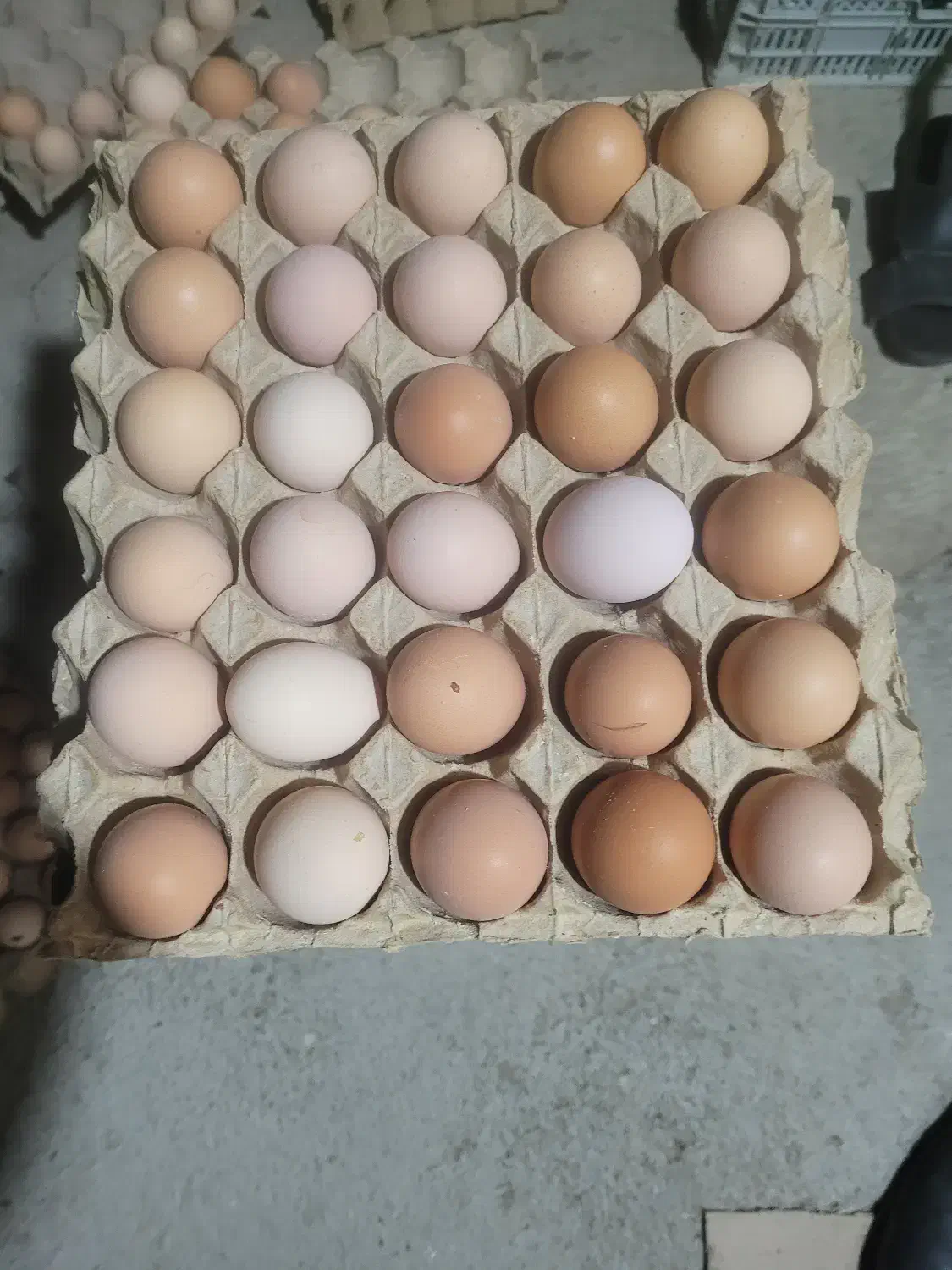 تخم مرغ محلی زرده طلا|خوردنی و آشامیدنی|نوشین شهر, |دیوار