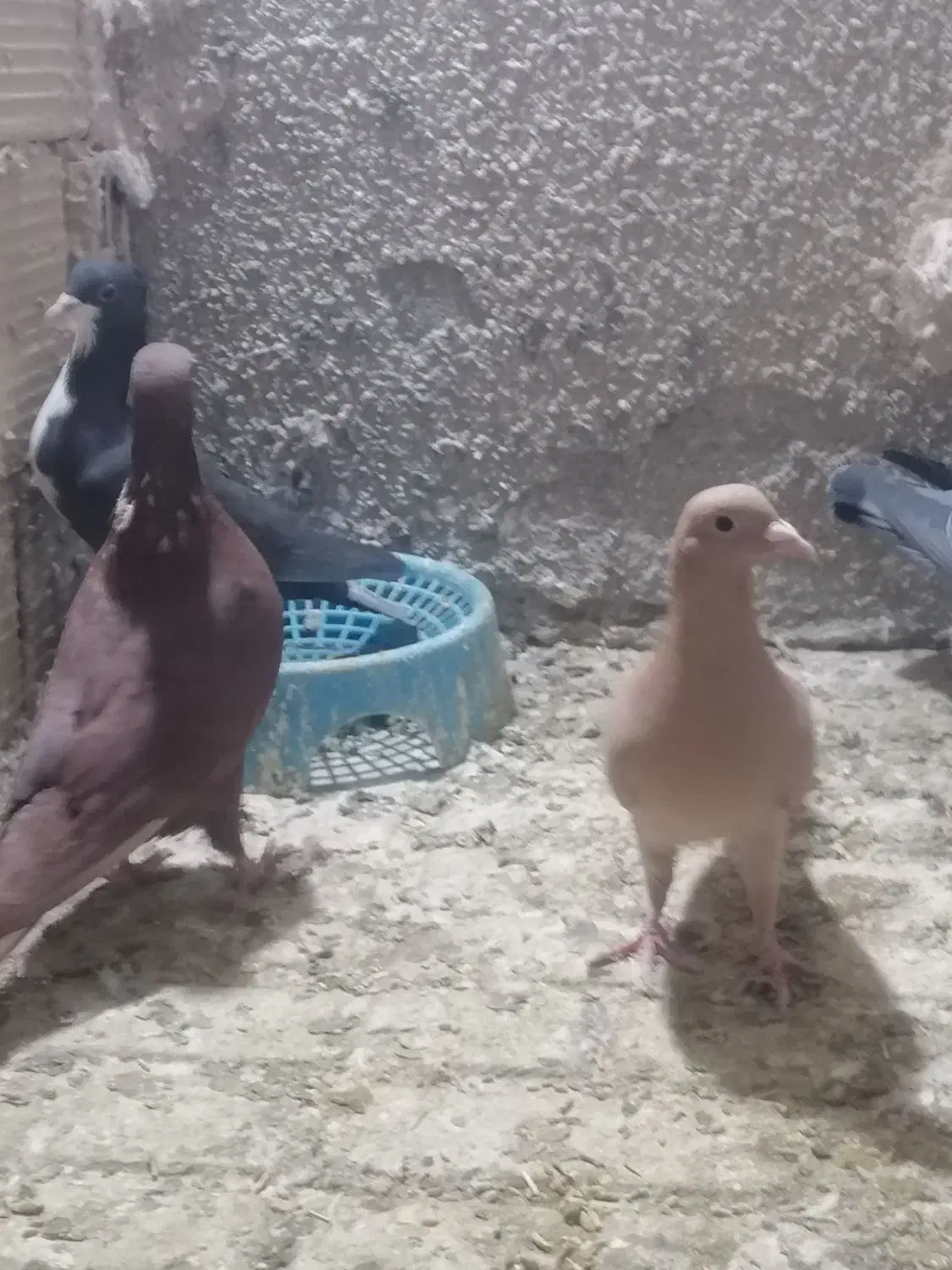 زرد و سرخ جفت|پرنده|تربت‌حیدریه, شهرک ولیعصر|دیوار