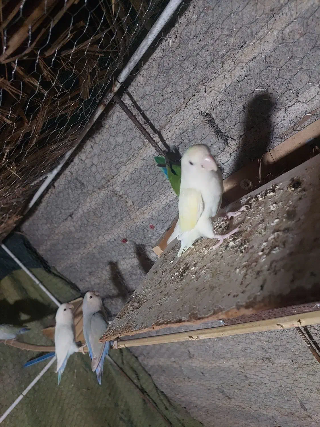 طوطی برزیلی|پرنده|داراب, |دیوار