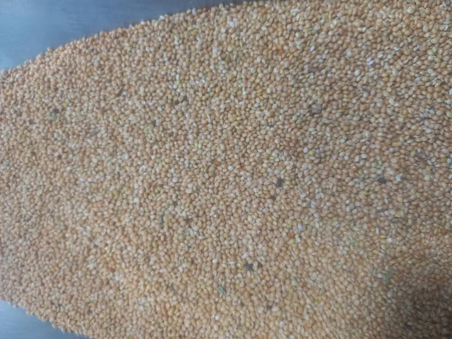 پخش خوراک پرنده|لوازم جانبی حیوانات|رفسنجان, |دیوار