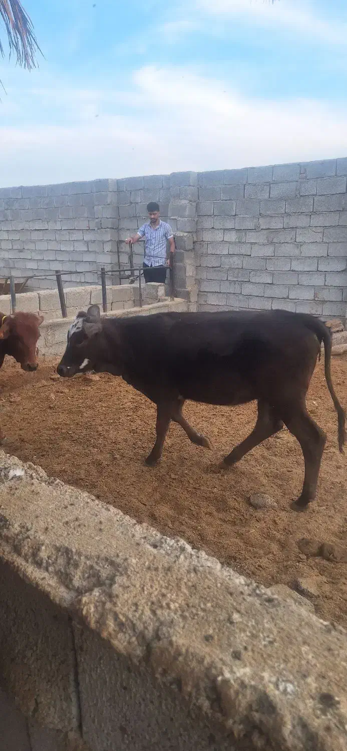 ۲راس گوساله فروشی|حیوانات مزرعه|جیرفت, |دیوار