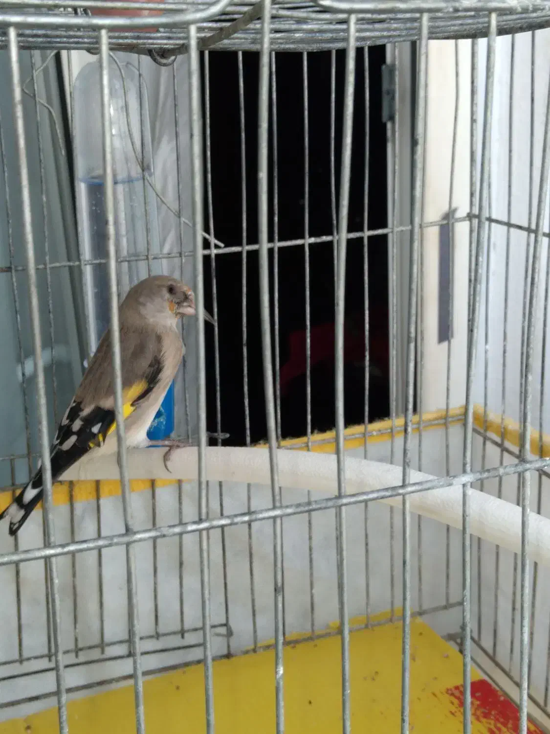 پرنده سهره|پرنده|شاهینشهر, مسکن مهر|دیوار