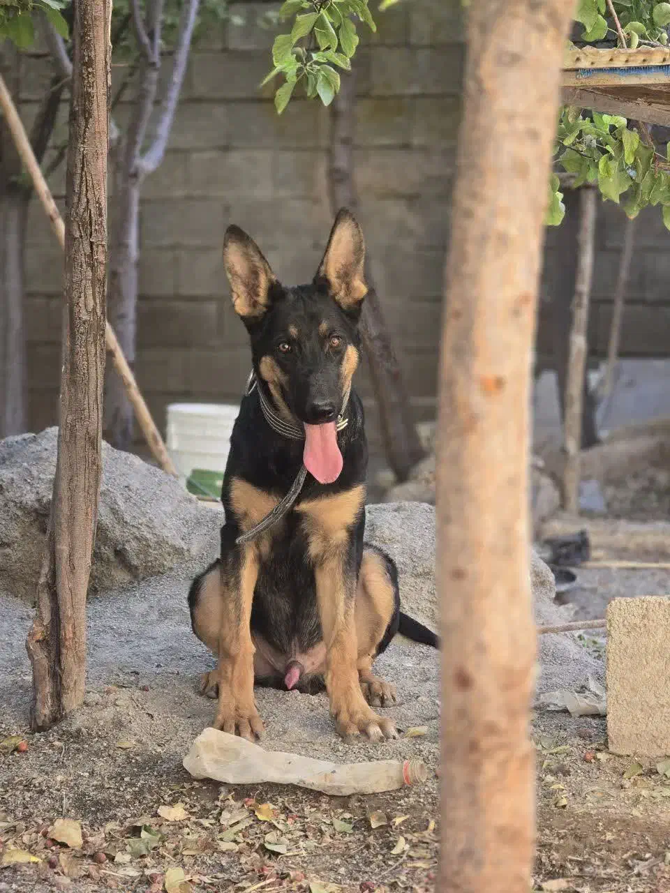 سگ دوبرمن|سگ|مبارکه, |دیوار