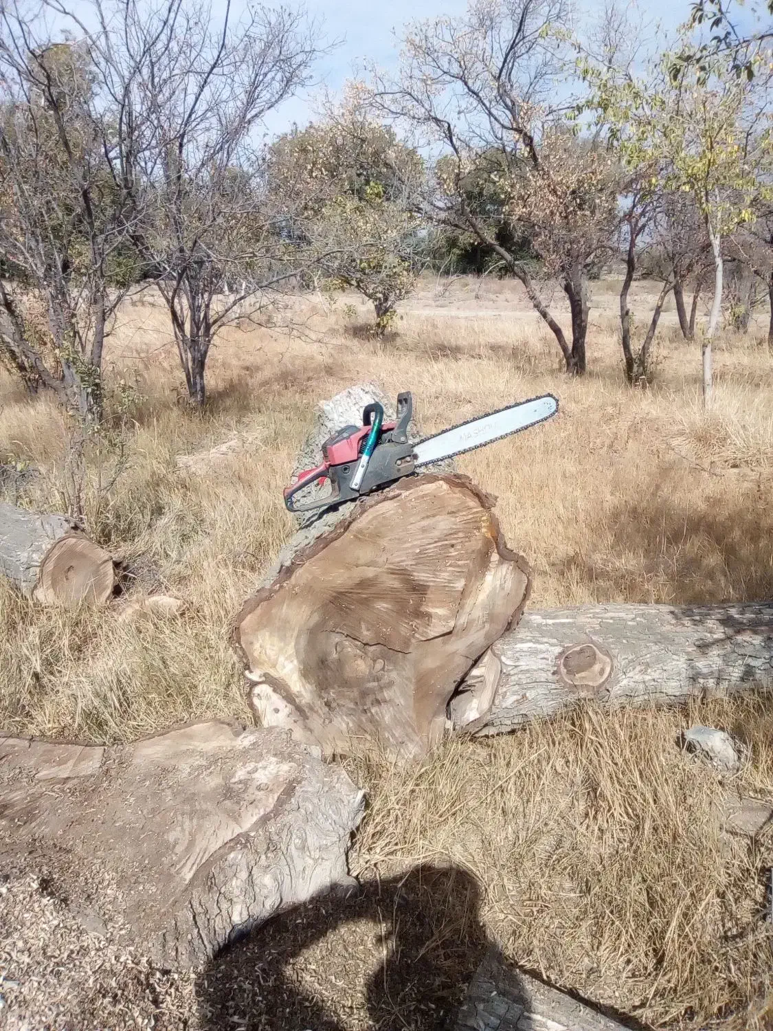 خ ریدچوببالاترین قیمت چوب خشک و تر|خدمات باغبانی و درختکاری|خرمدره, |دیوار