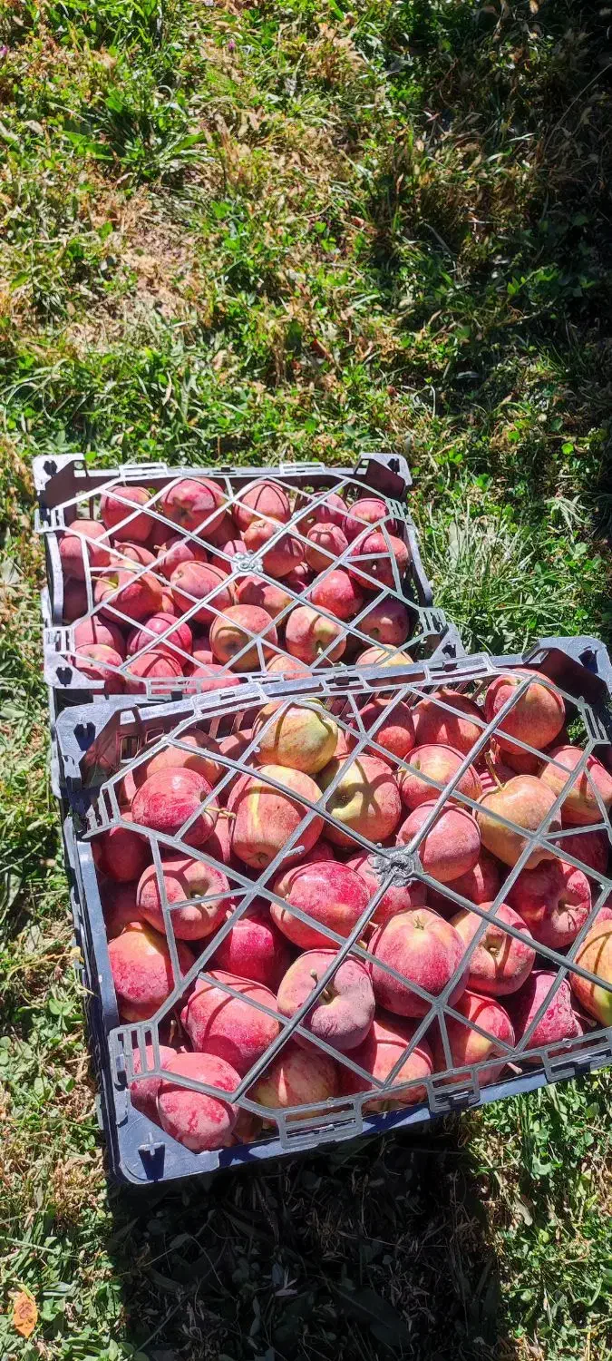 فروش سیب قرمز قلهای|خوردنی و آشامیدنی|اشنویه, |دیوار