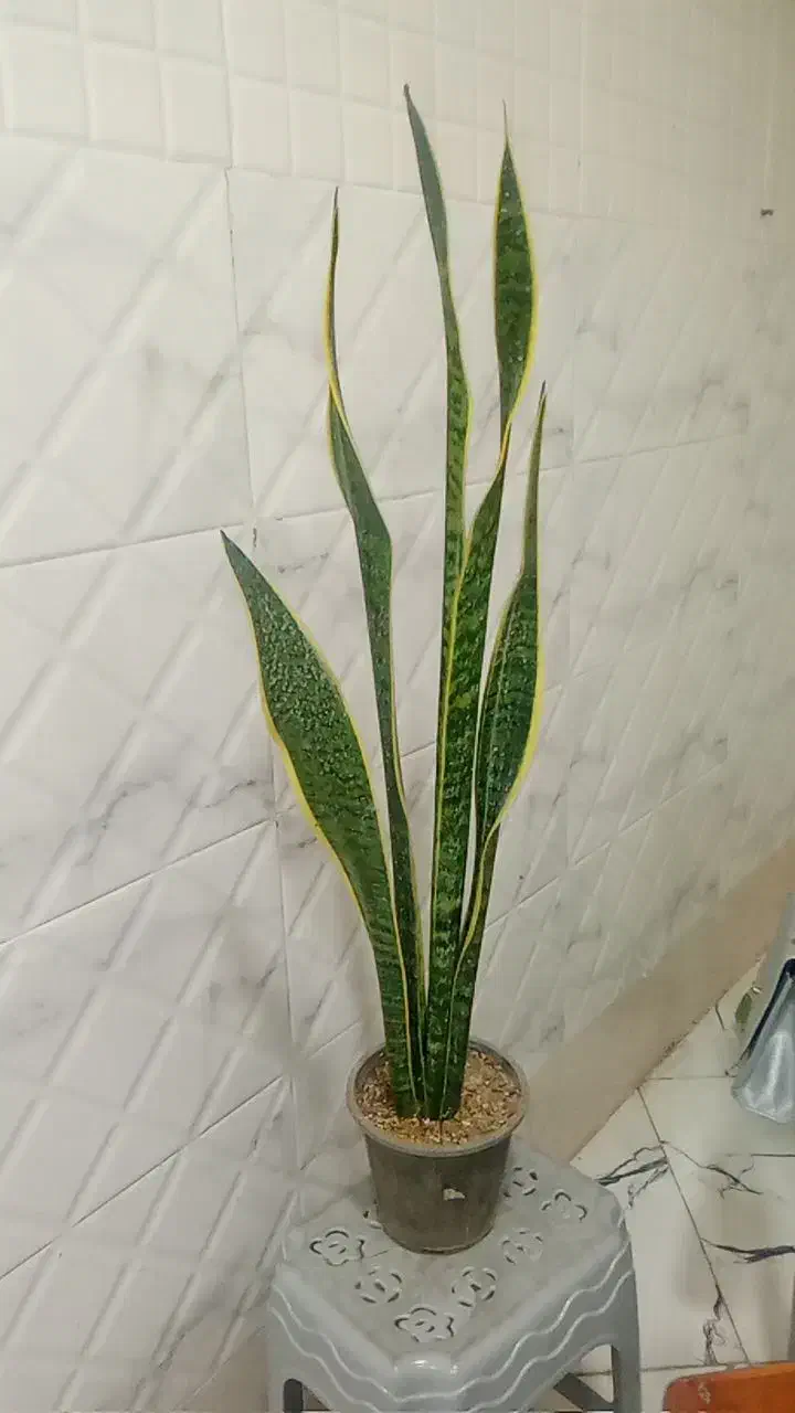 فروشی قیمت خوب|گل و گیاه طبیعی|تربت جام, المهدی|دیوار