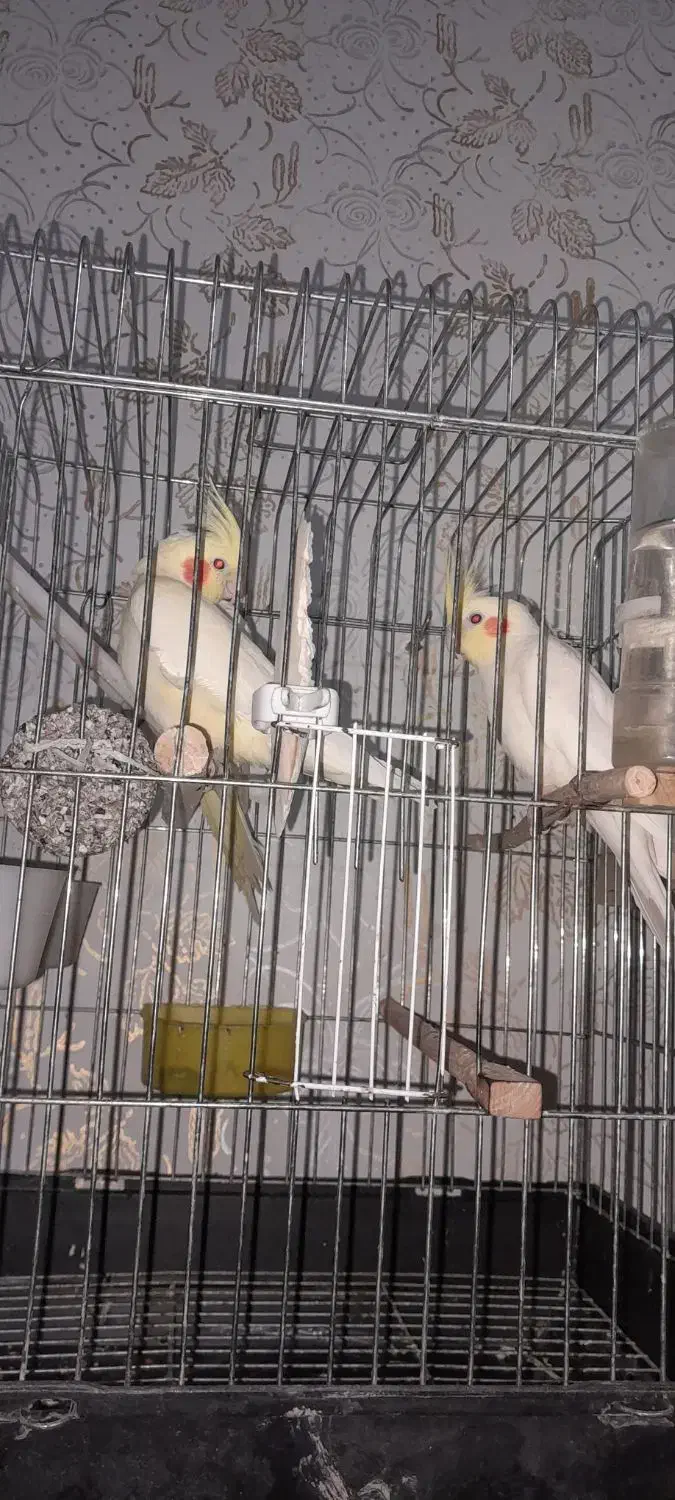 عروس پاریس|پرنده|حمیدیه, |دیوار