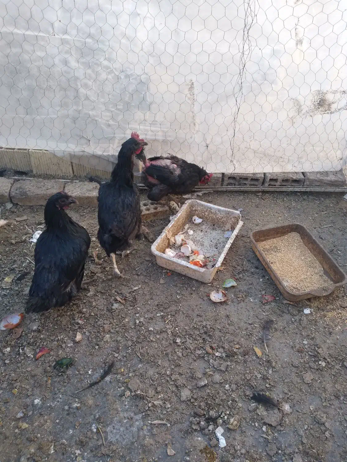 مرغ|حیوانات مزرعه|مبارکه, |دیوار