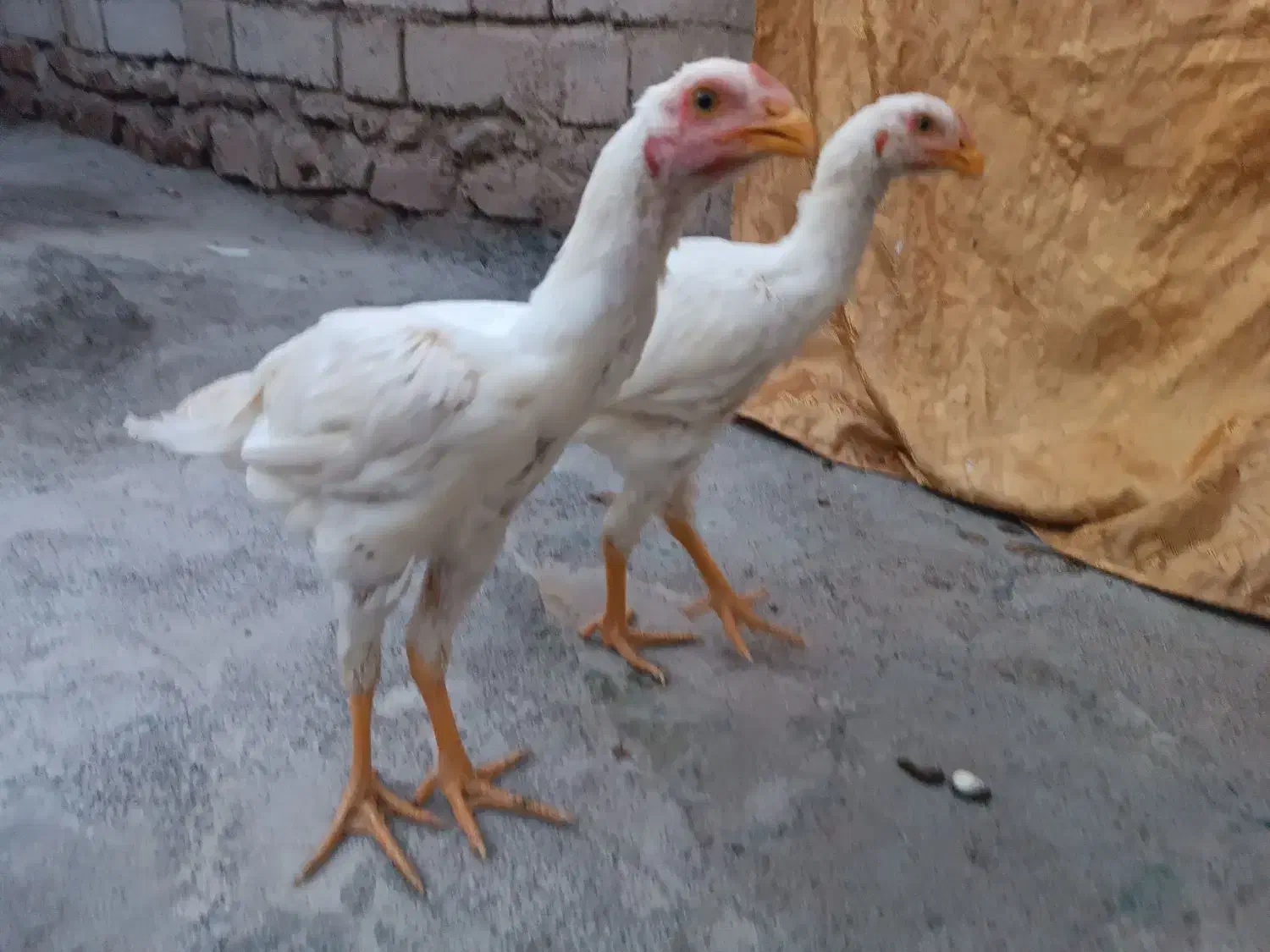 جوجه لاری اصیل|حیوانات مزرعه|اردبیل, |دیوار