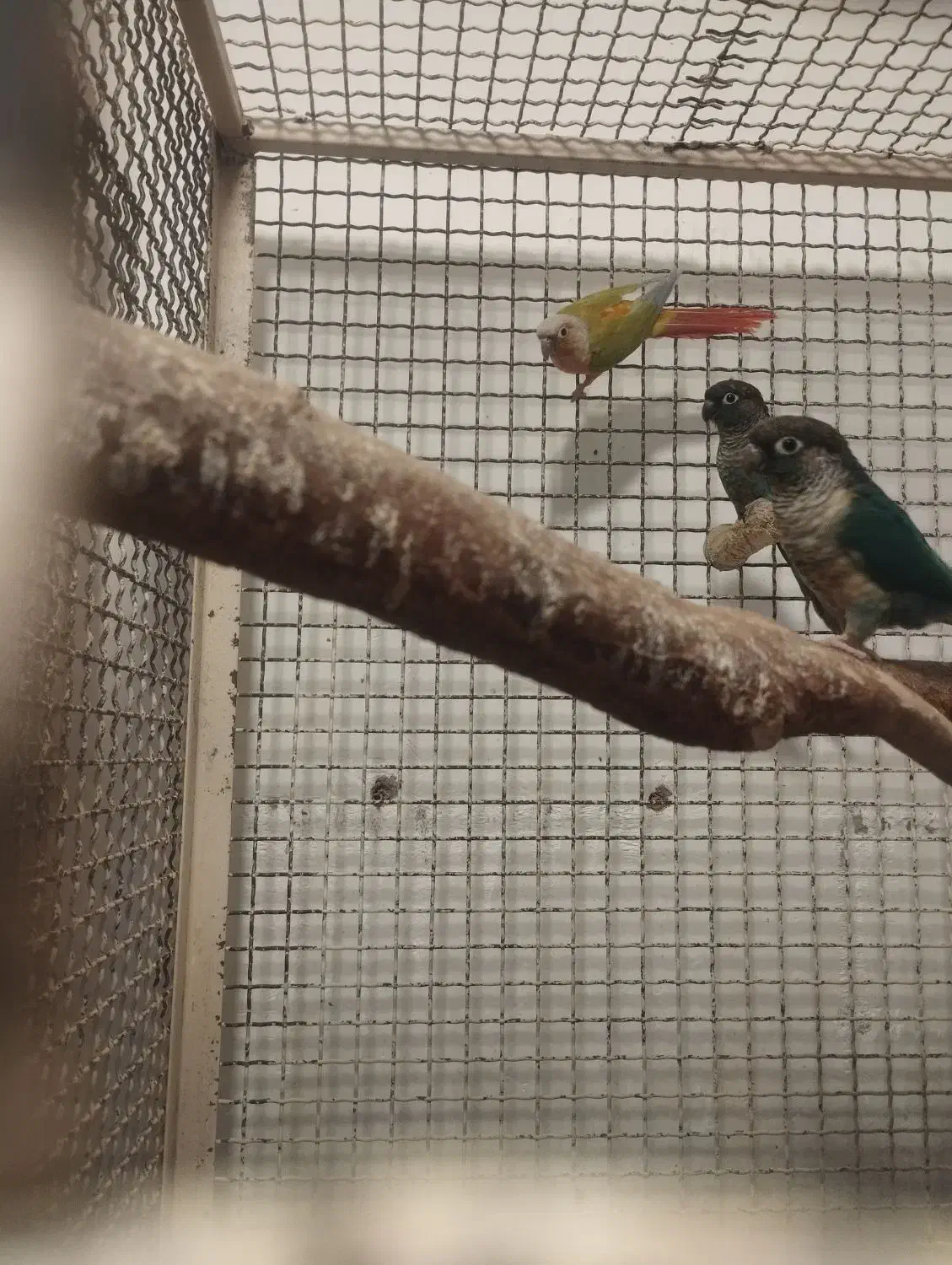 گرینچک مولد ضمانتی|پرنده|ایرانشهر, |دیوار