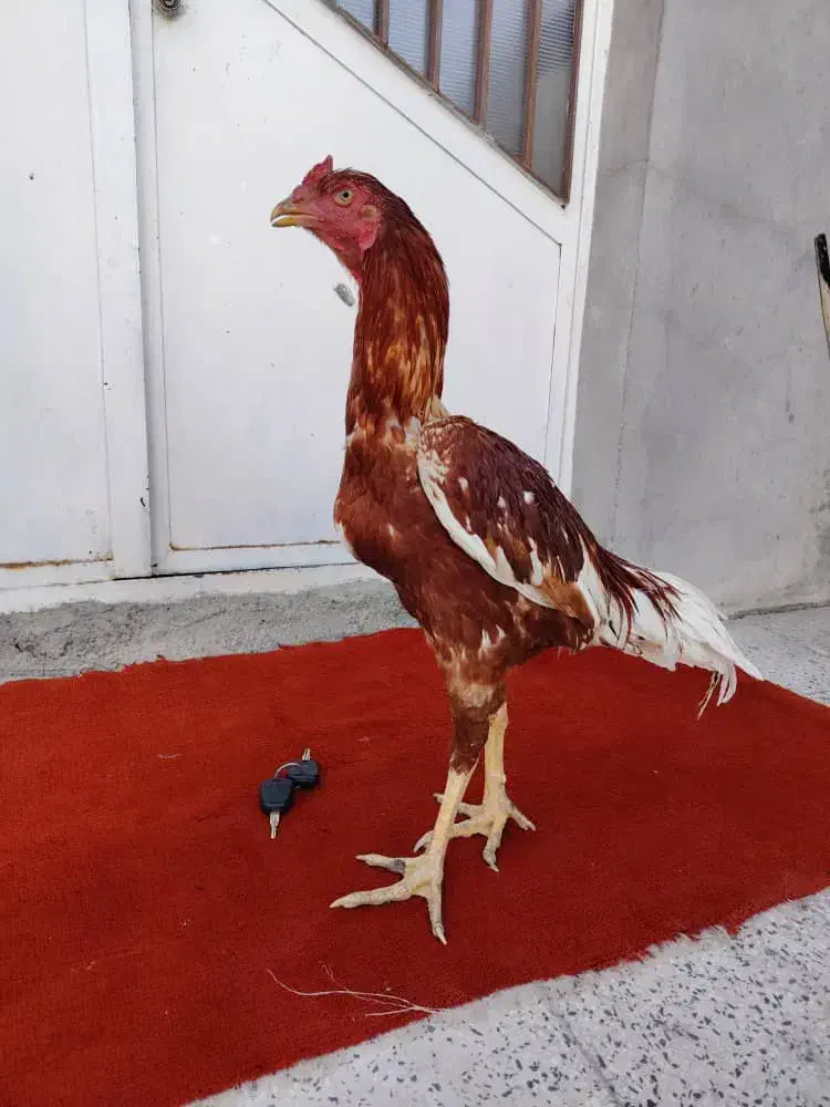 جوجه خروس لاری|حیوانات مزرعه|مریوان, |دیوار