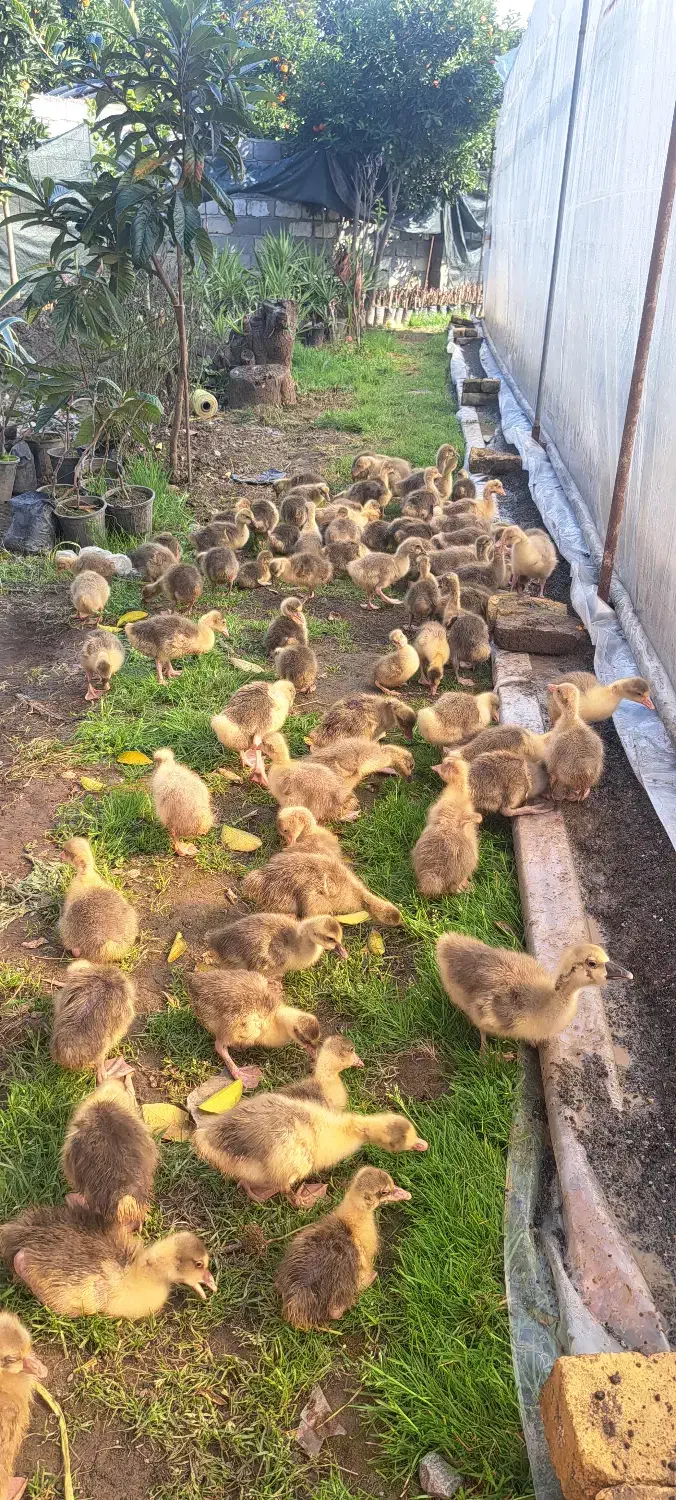 جوجه غاز درجه یک|حیوانات مزرعه|قائم‌شهر, |دیوار