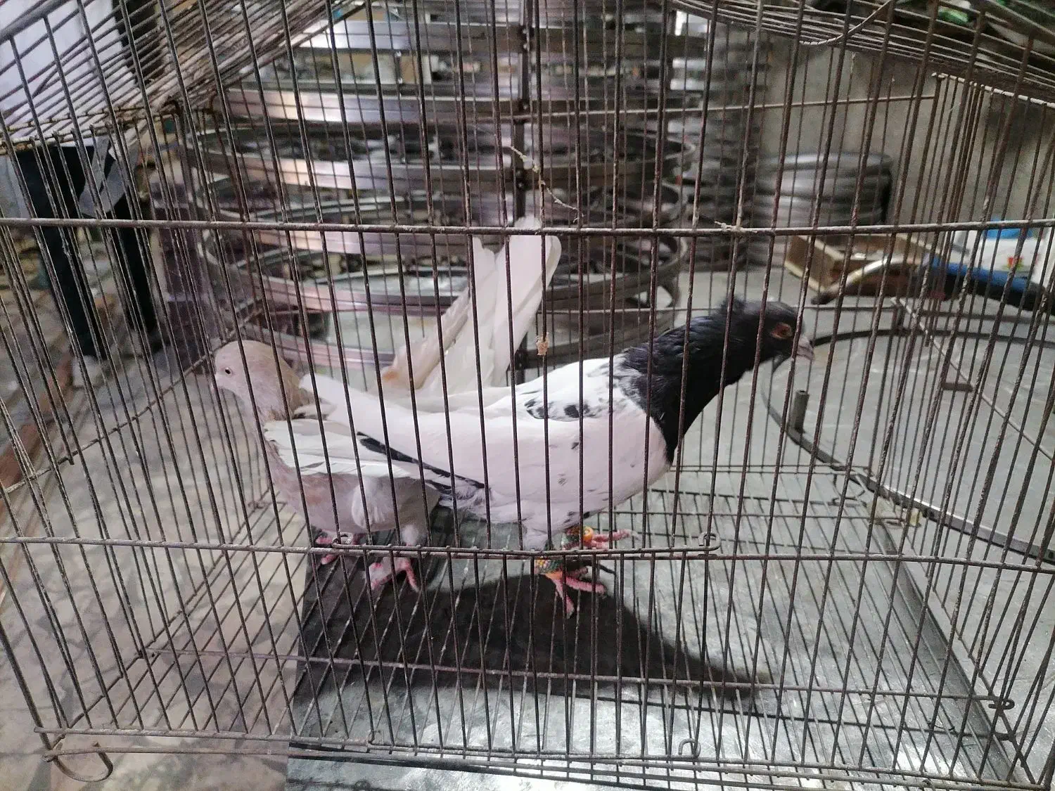 یک جفت کله|حیوانات|مشهد, باغون آباد|دیوار