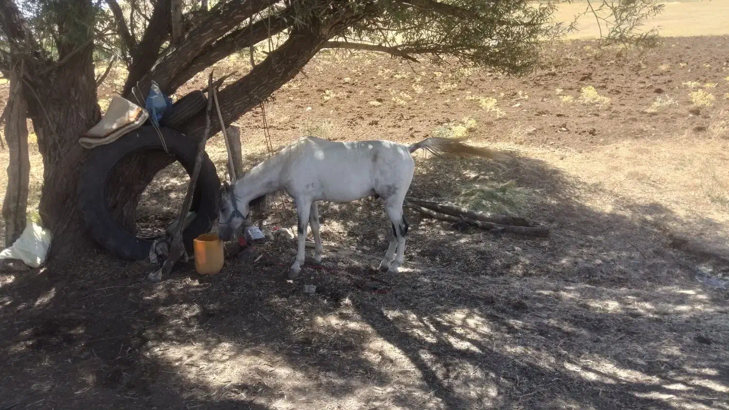 اسب|حیوانات مزرعه|کلاترزان, |دیوار