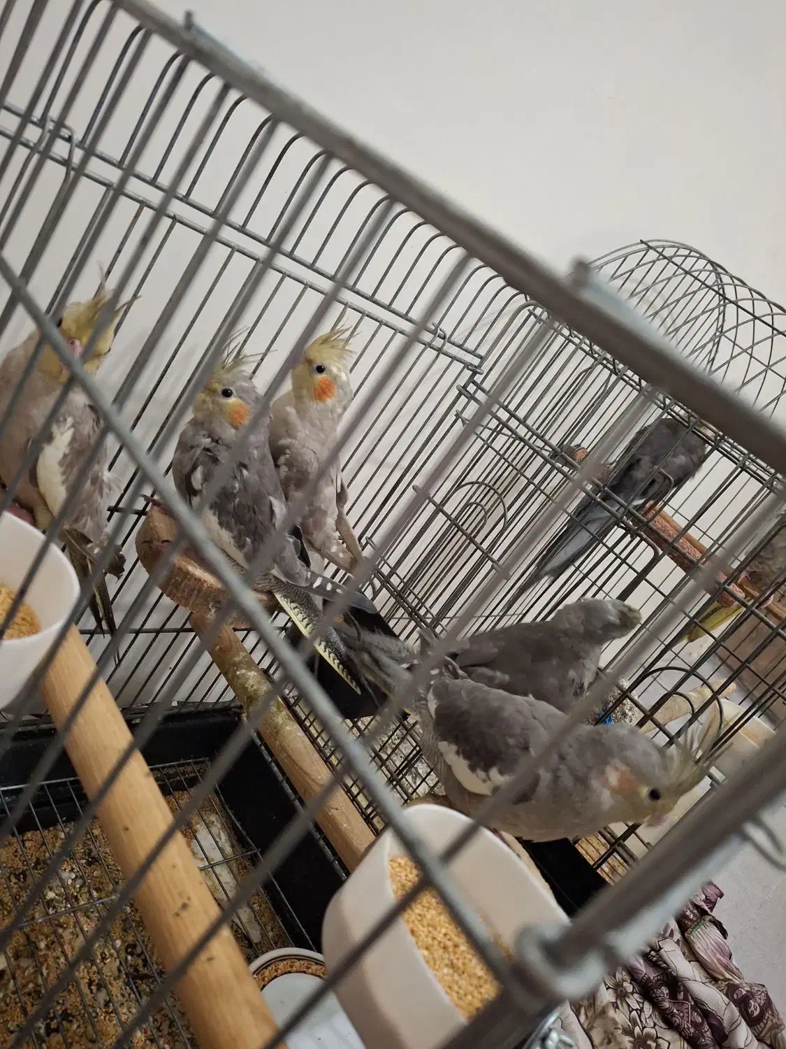 عروس هلندی|پرنده|قرچک, میرزائی شمالی|دیوار