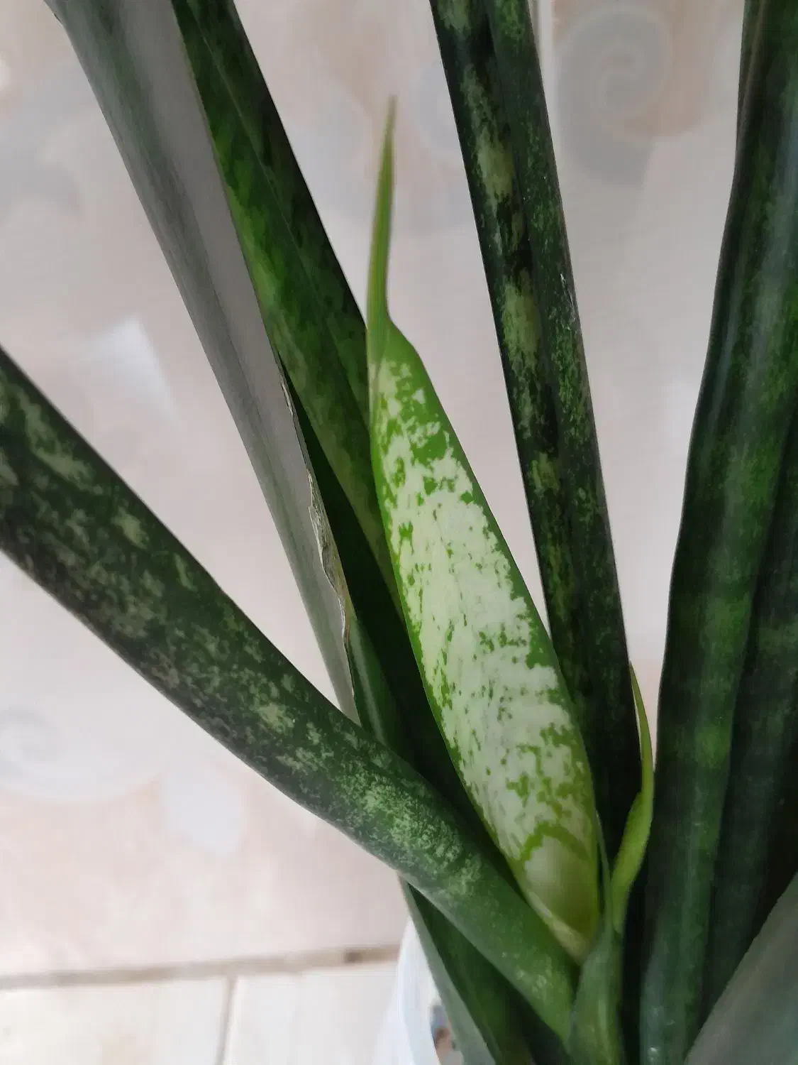 گل سانسوریا بزرگ|گل و گیاه طبیعی|مریوان, |دیوار