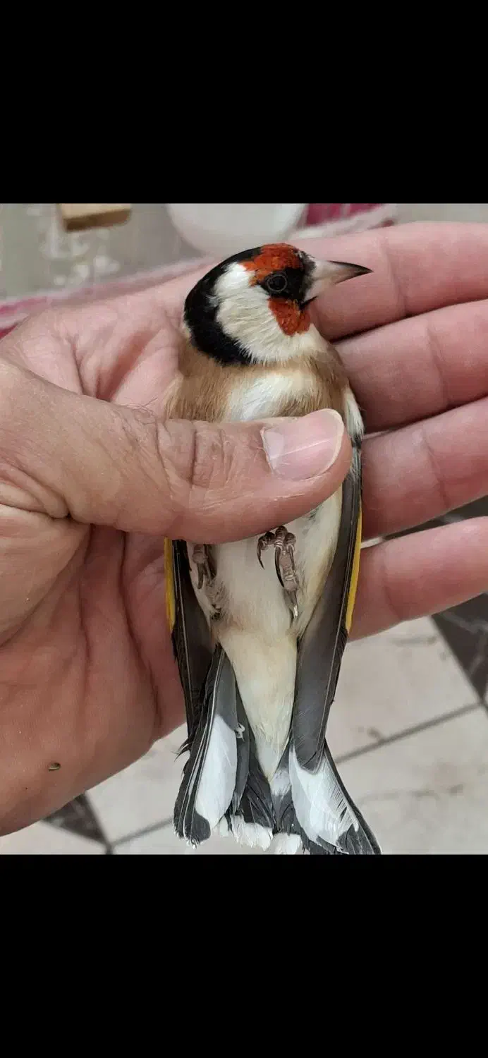 سهره حلب.چهارگل.شهرستانم قابل ارسال|پرنده|کرمانشاه, |دیوار