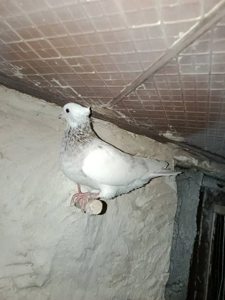 کبوتر طوقی دمبی سینه ای|پرنده|سپیدان, |دیوار