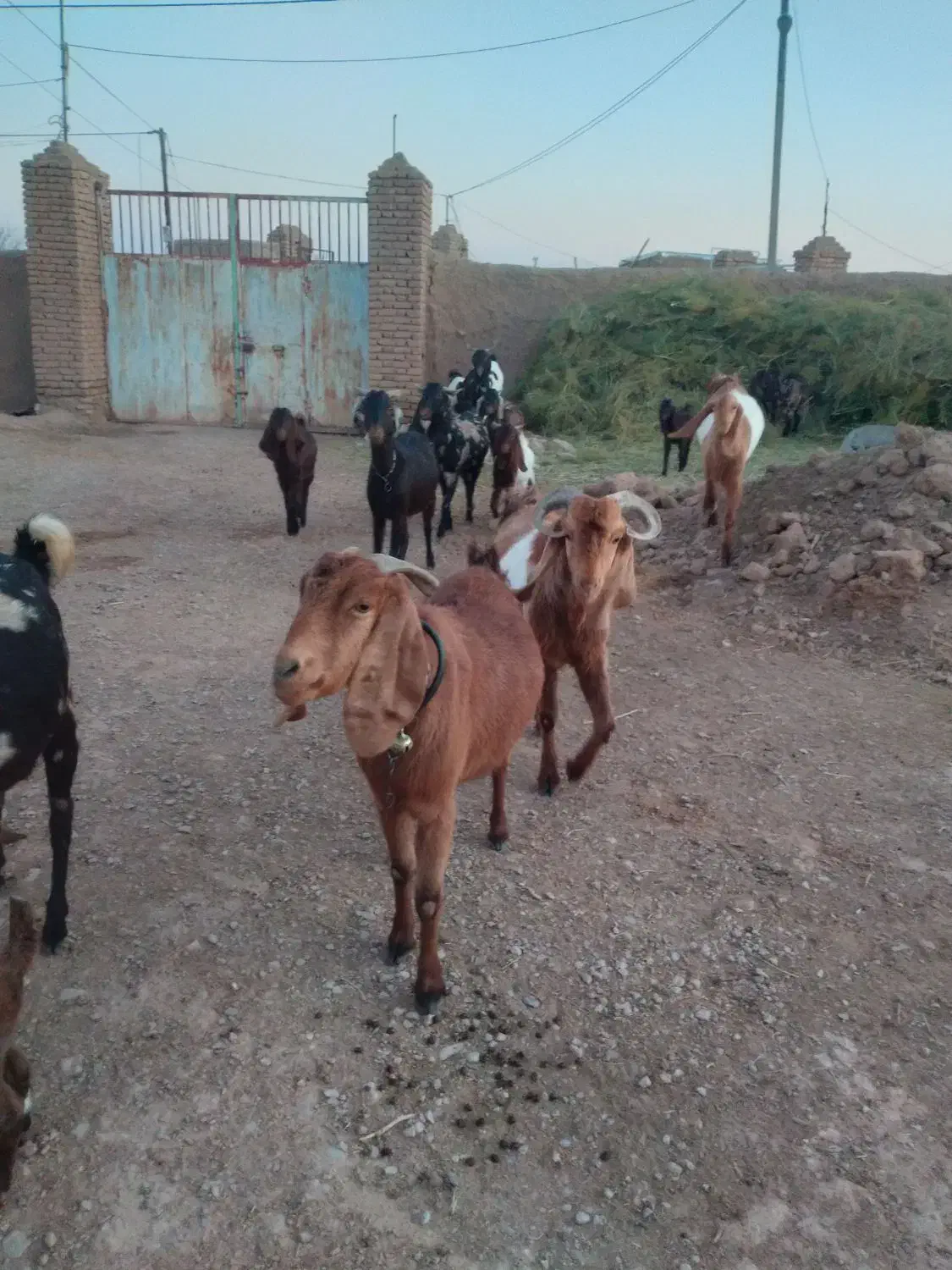 فروش ویژه بزهای پاکستانی چند قلو زا وبزهای شیری|حیوانات مزرعه|قوچان, |دیوار