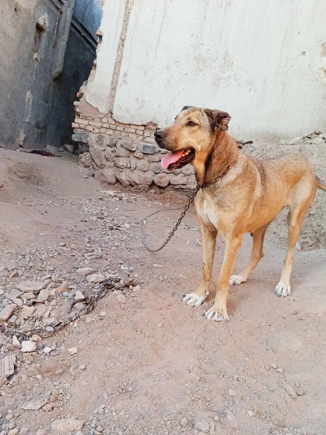 ماده ساری|سگ|ترکمانچای, |دیوار