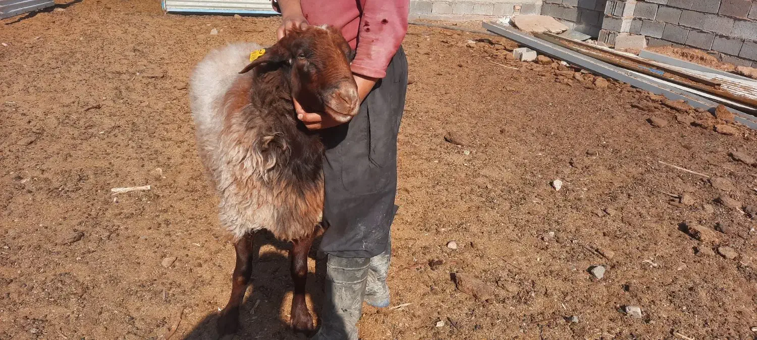 قوچ همو|حیوانات مزرعه|محلات, |دیوار