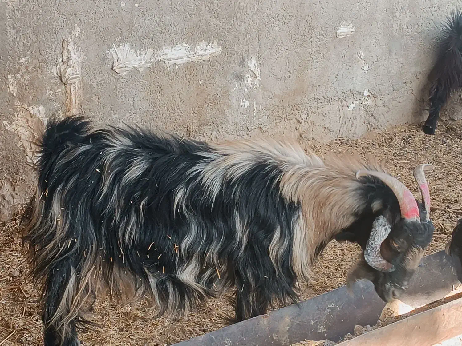 بز ابستن|حیوانات مزرعه|کازرون, |دیوار