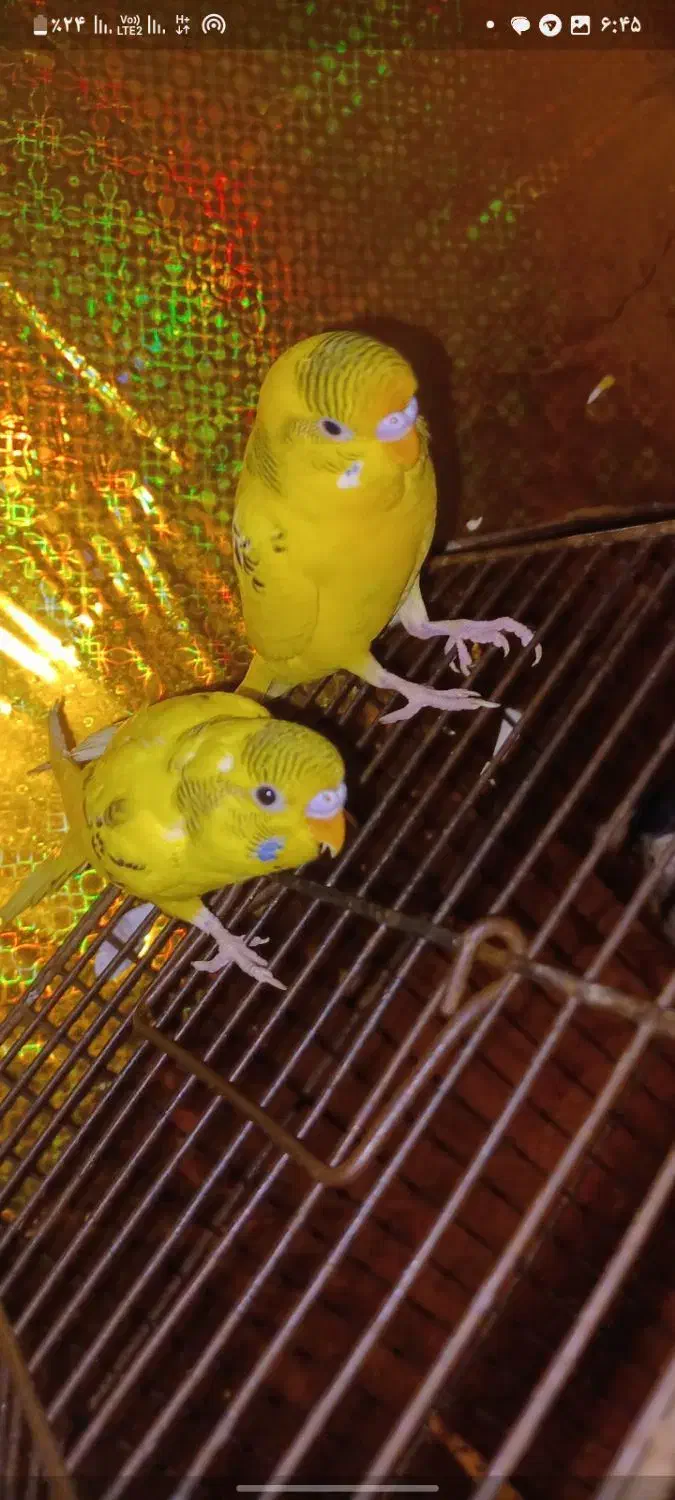 دو عدد مرغ عشق نر|پرنده|خرمشهر, |دیوار