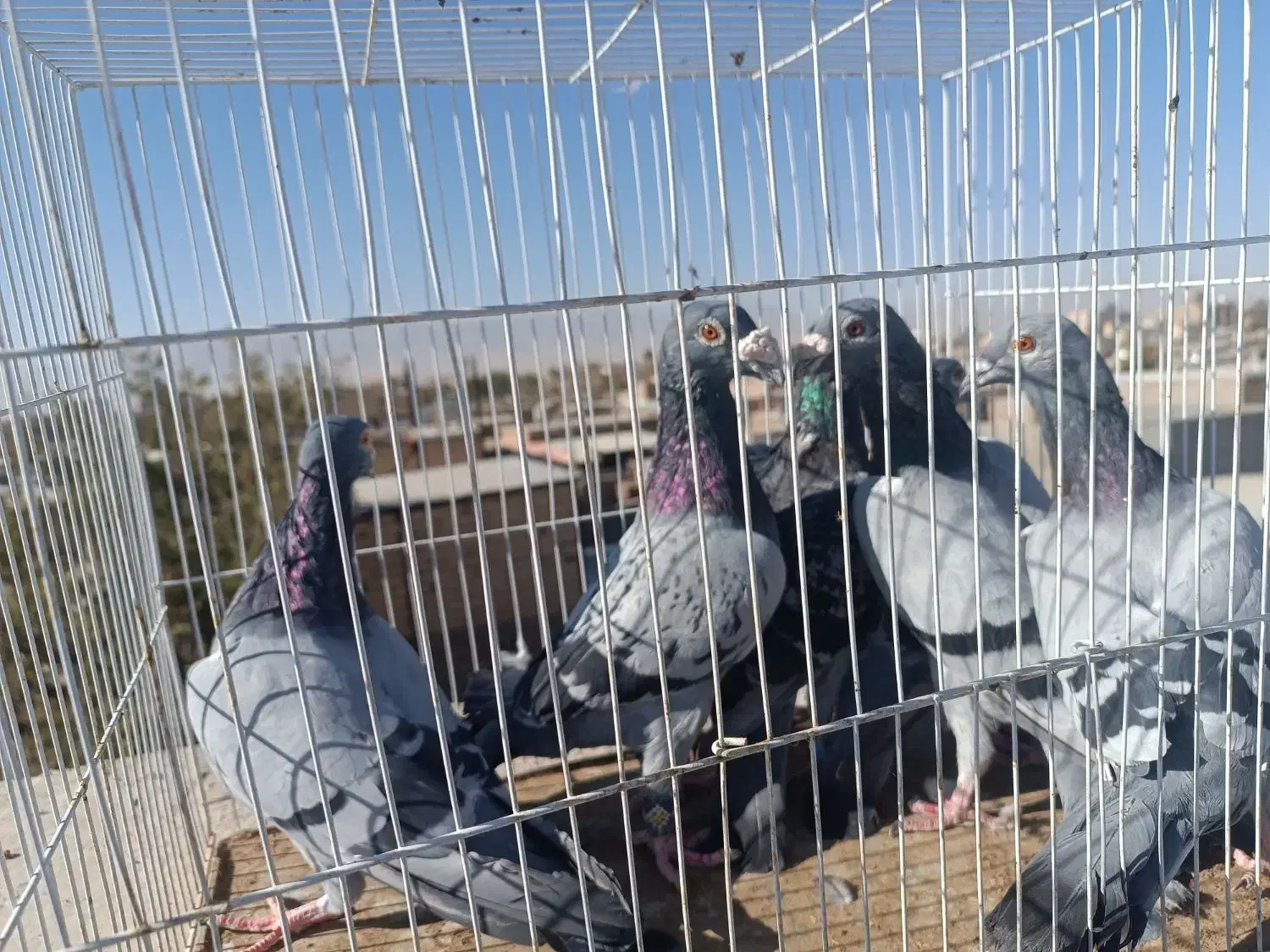 کفتر جفت گاه|پرنده|نصر آباد, |دیوار