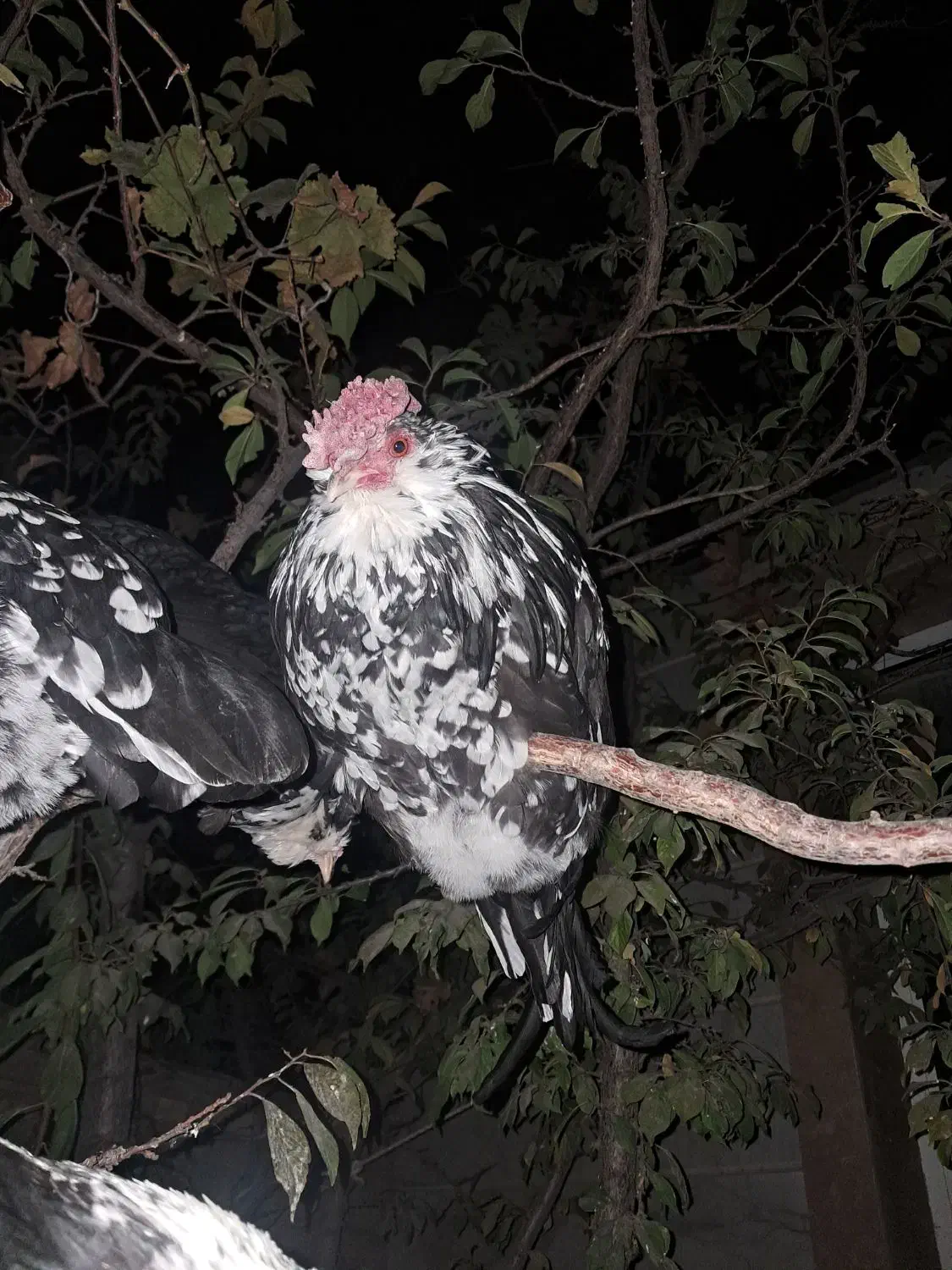 تخم مرغ گلین|حیوانات مزرعه|جونقان, |دیوار