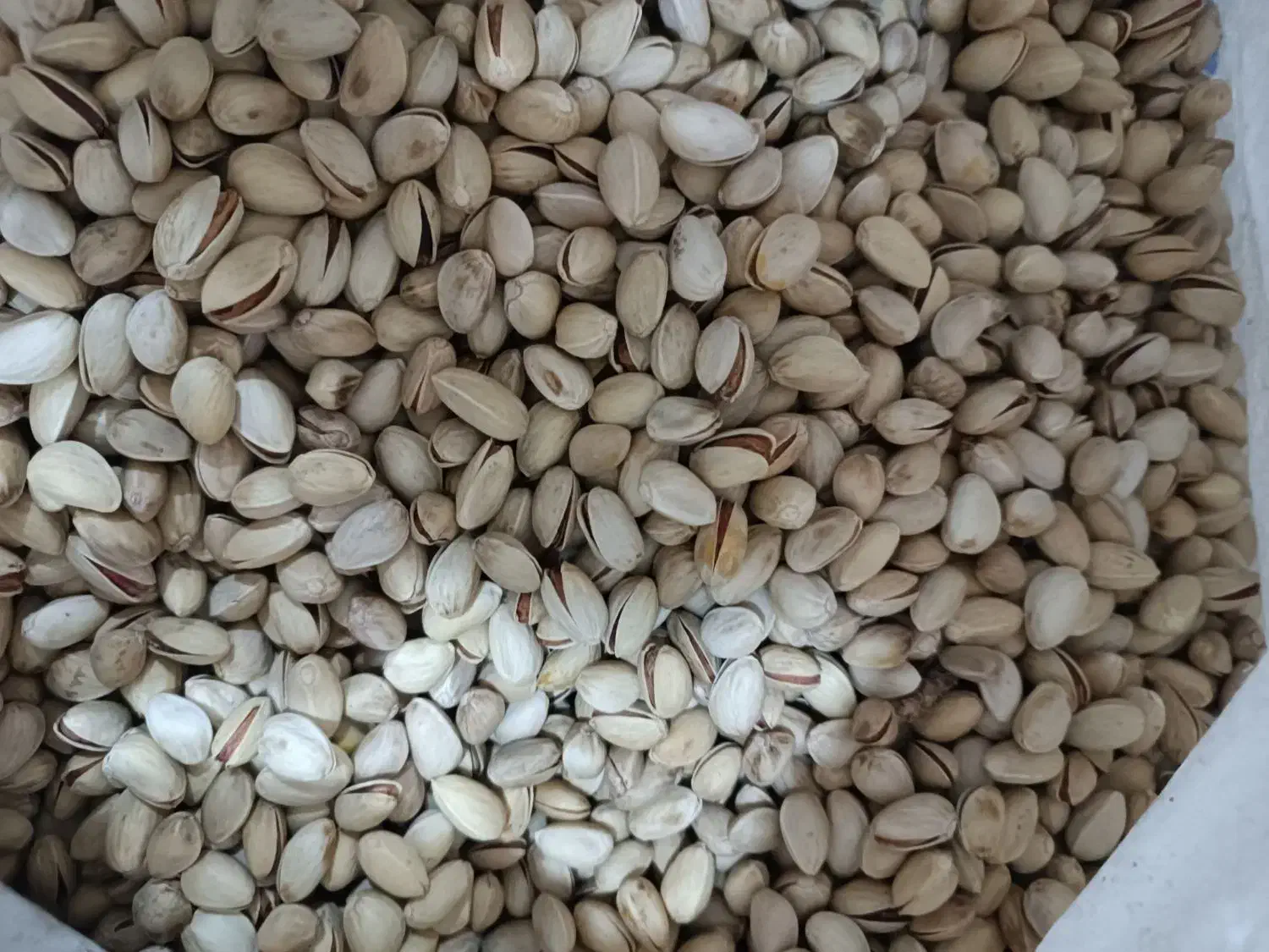 پسته امسالی|عمده‌فروشی|اردکان, |دیوار