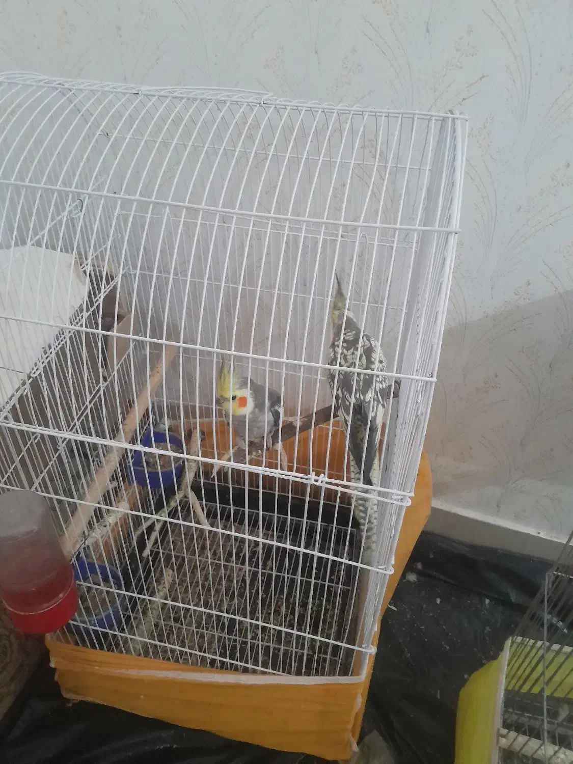 سه عدد عروس هلندی با تخم و جوجه و مرغ عشق|پرنده|فولادشهر, B5|دیوار