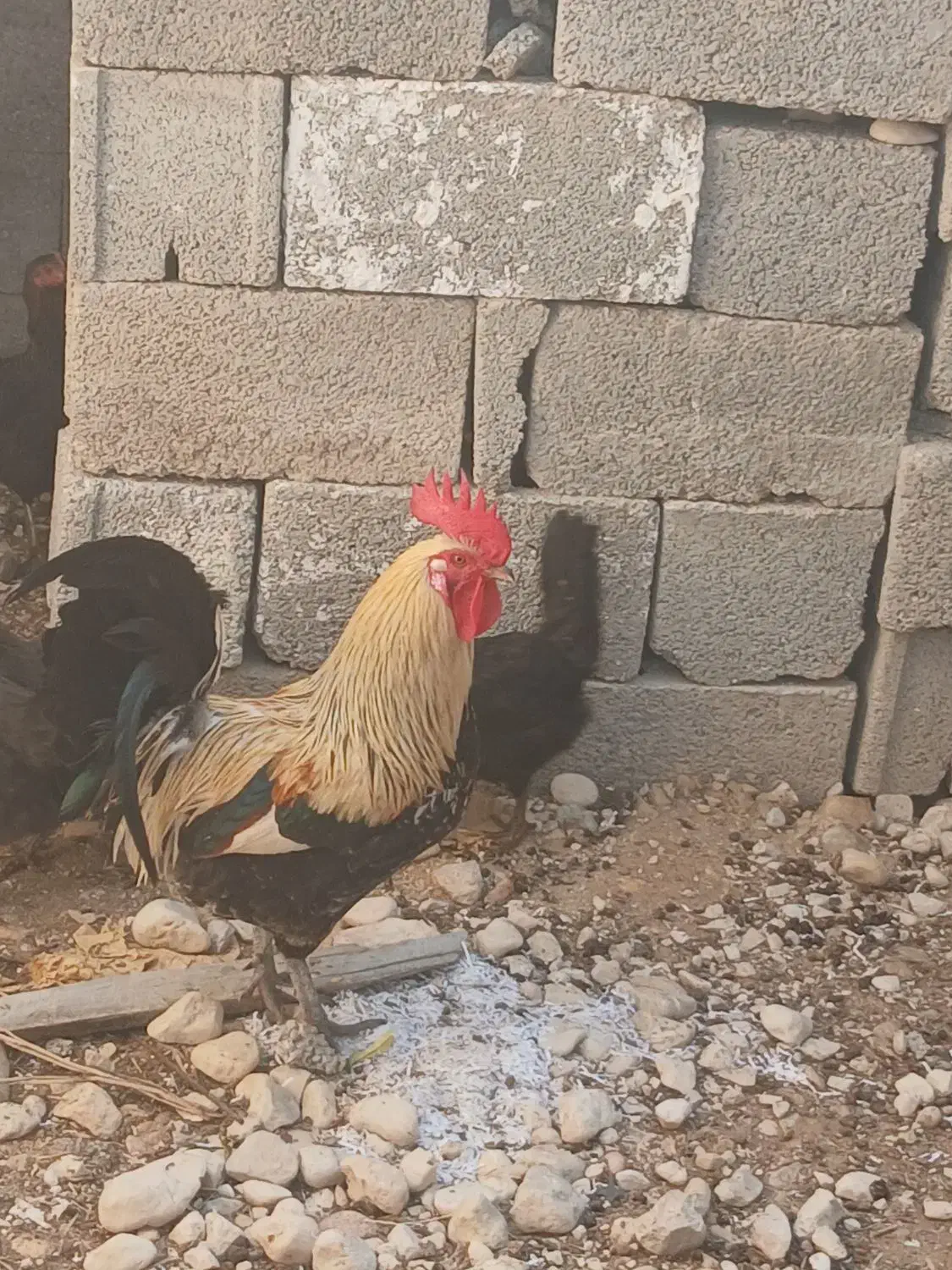 مرغ فروش|حیوانات مزرعه|اهرم, |دیوار