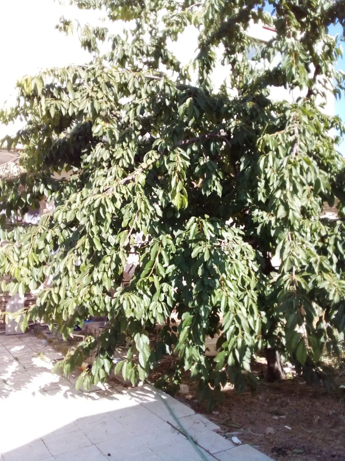 فروش خانه ویلایی فارسان|فروش خانه و ویلا|فارسان, |دیوار