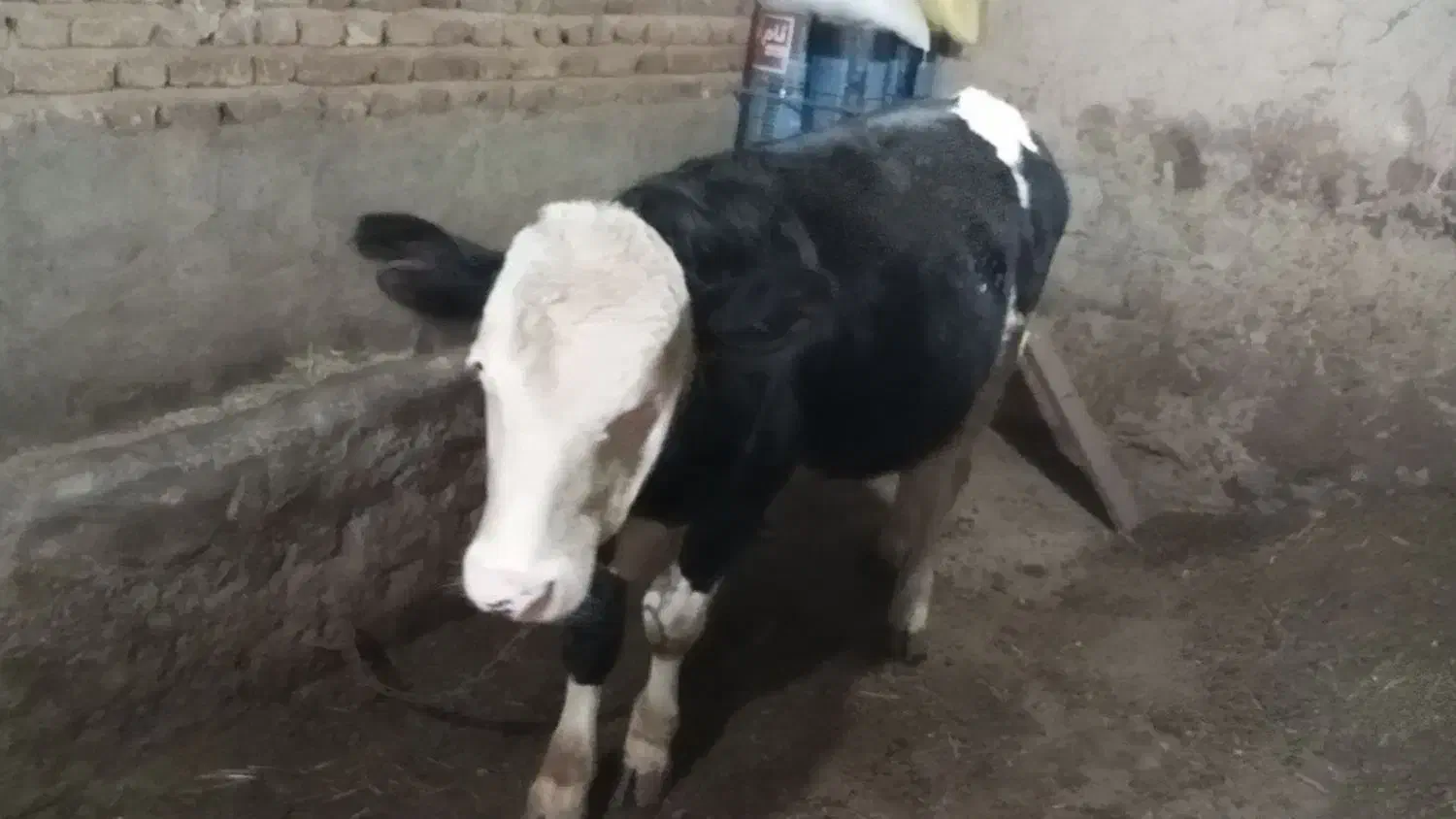 گوساله نر یازده ماهه ۱۵۵ میلیون|حیوانات مزرعه|عنبران, |دیوار