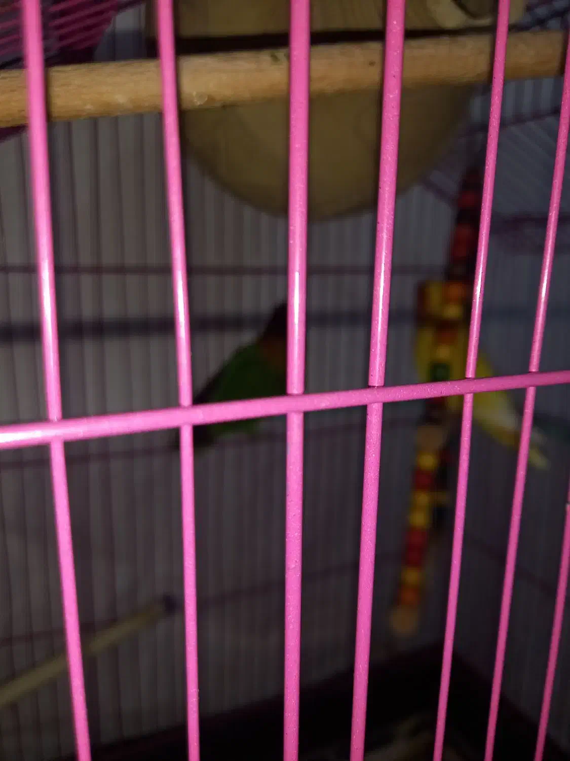 طوطی کوتوله|پرنده|بندرعباس, |دیوار