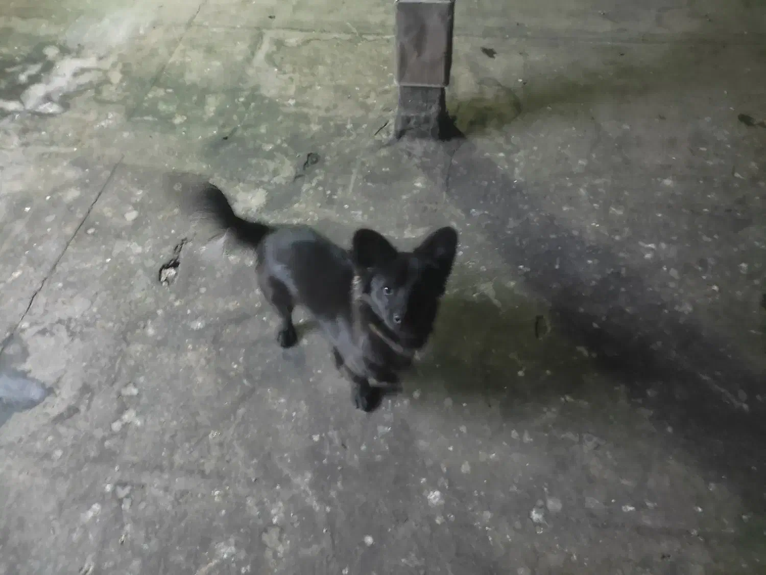 سگ پاکوتاه|سگ|مشهد, خواجه ربیع|دیوار