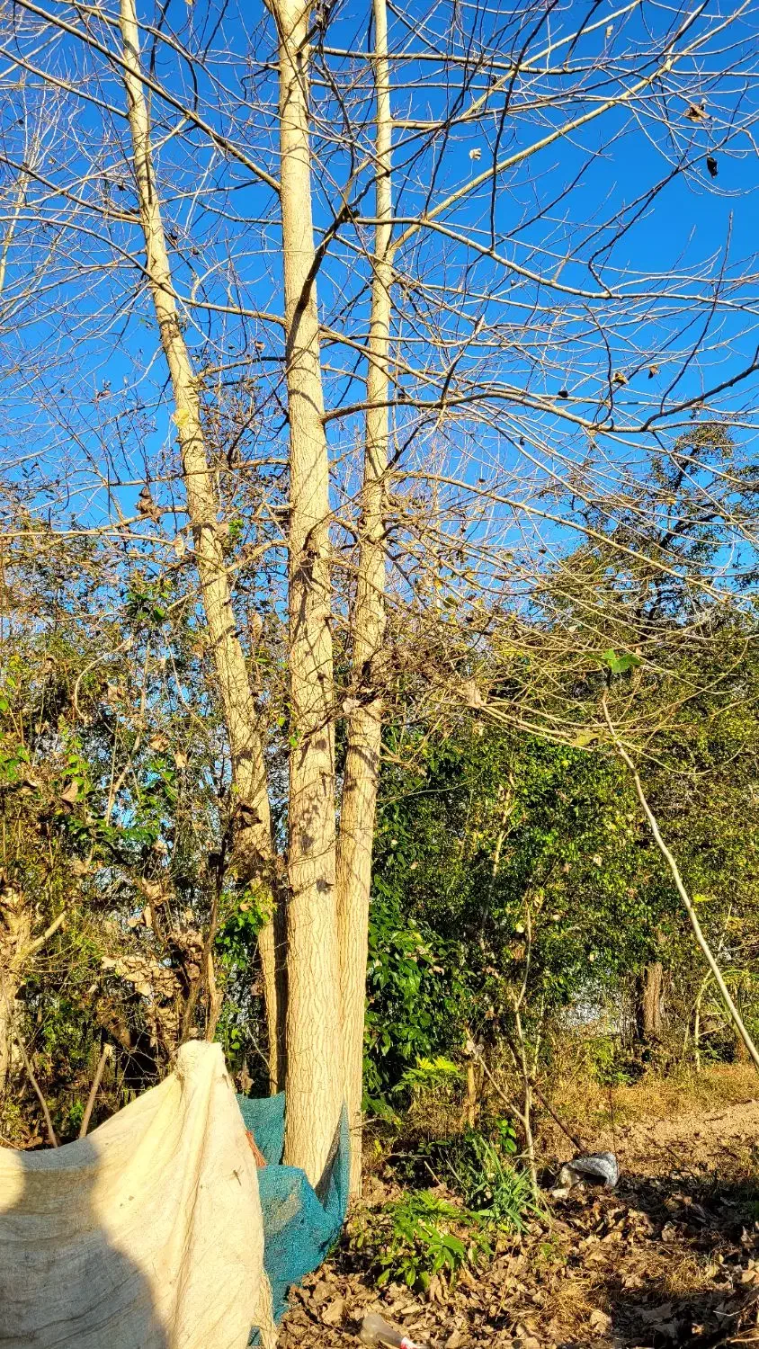 فروش درخت صنوبر|عمده‌فروشی|آستانه اشرفیه, |دیوار