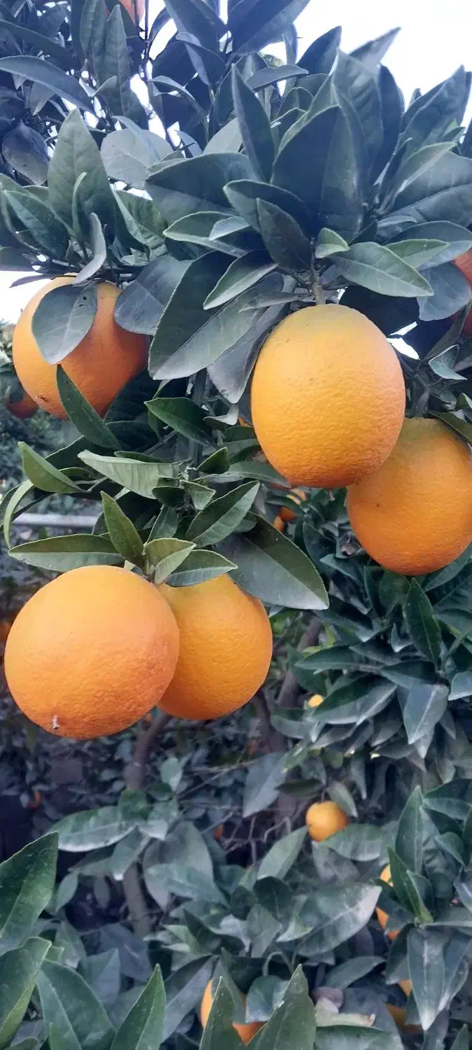 پرتقال درجه یک|خوردنی و آشامیدنی|دابودشت, |دیوار