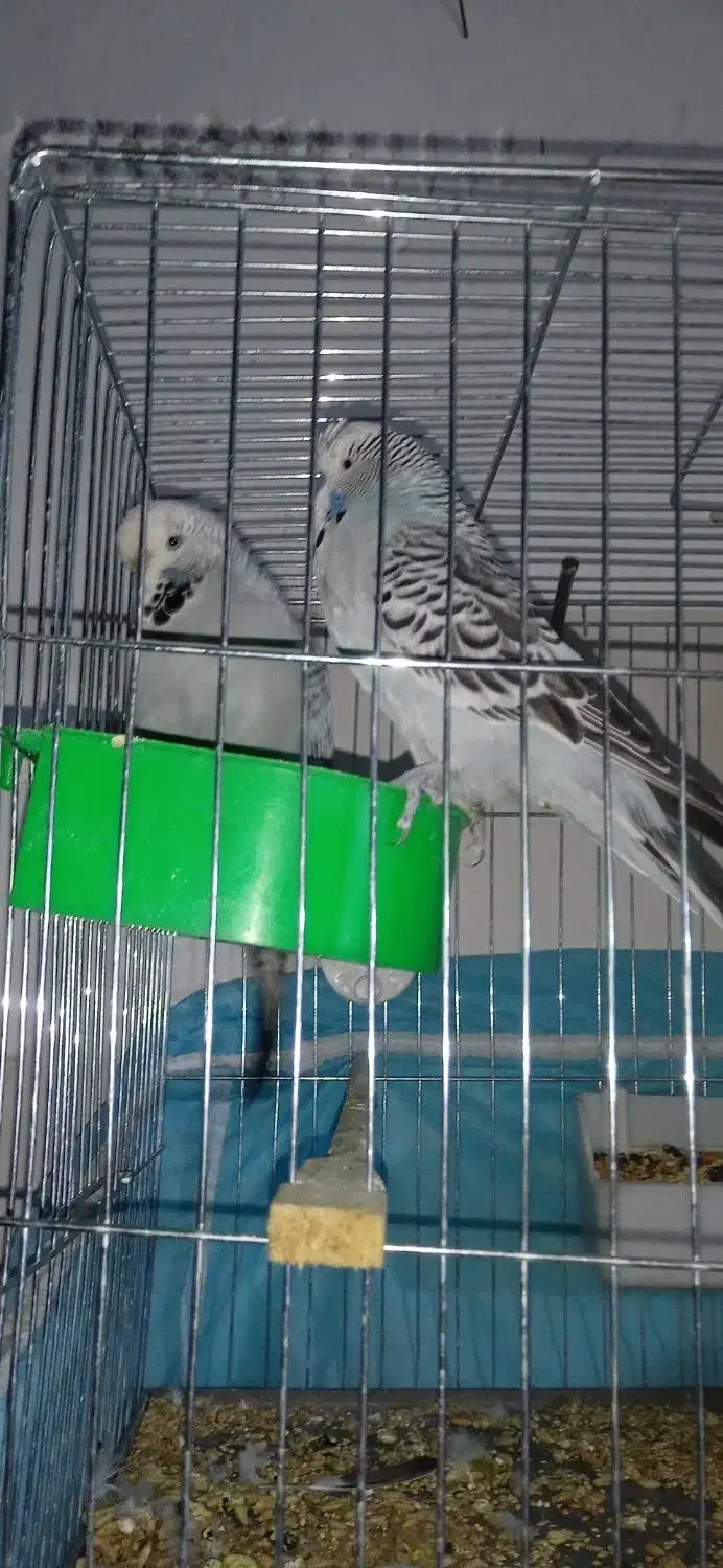 یک جفت مولد مرغ عشق انگلیسی و دو عدد عروس هلندی|پرنده|هشتگرد, هشتگرد قدیم|دیوار