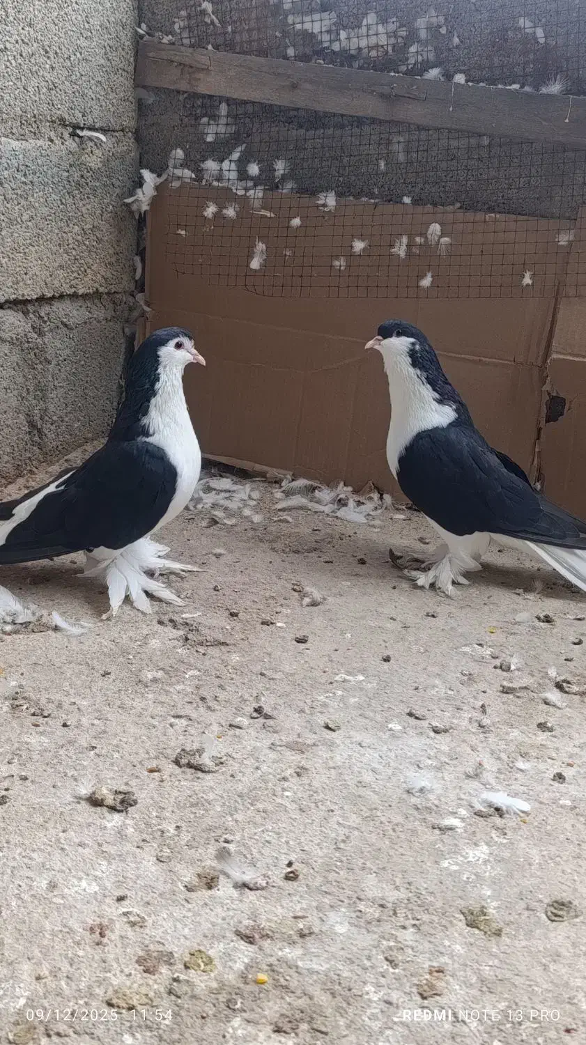 کبوتر لاهور|پرنده|ریز, |دیوار