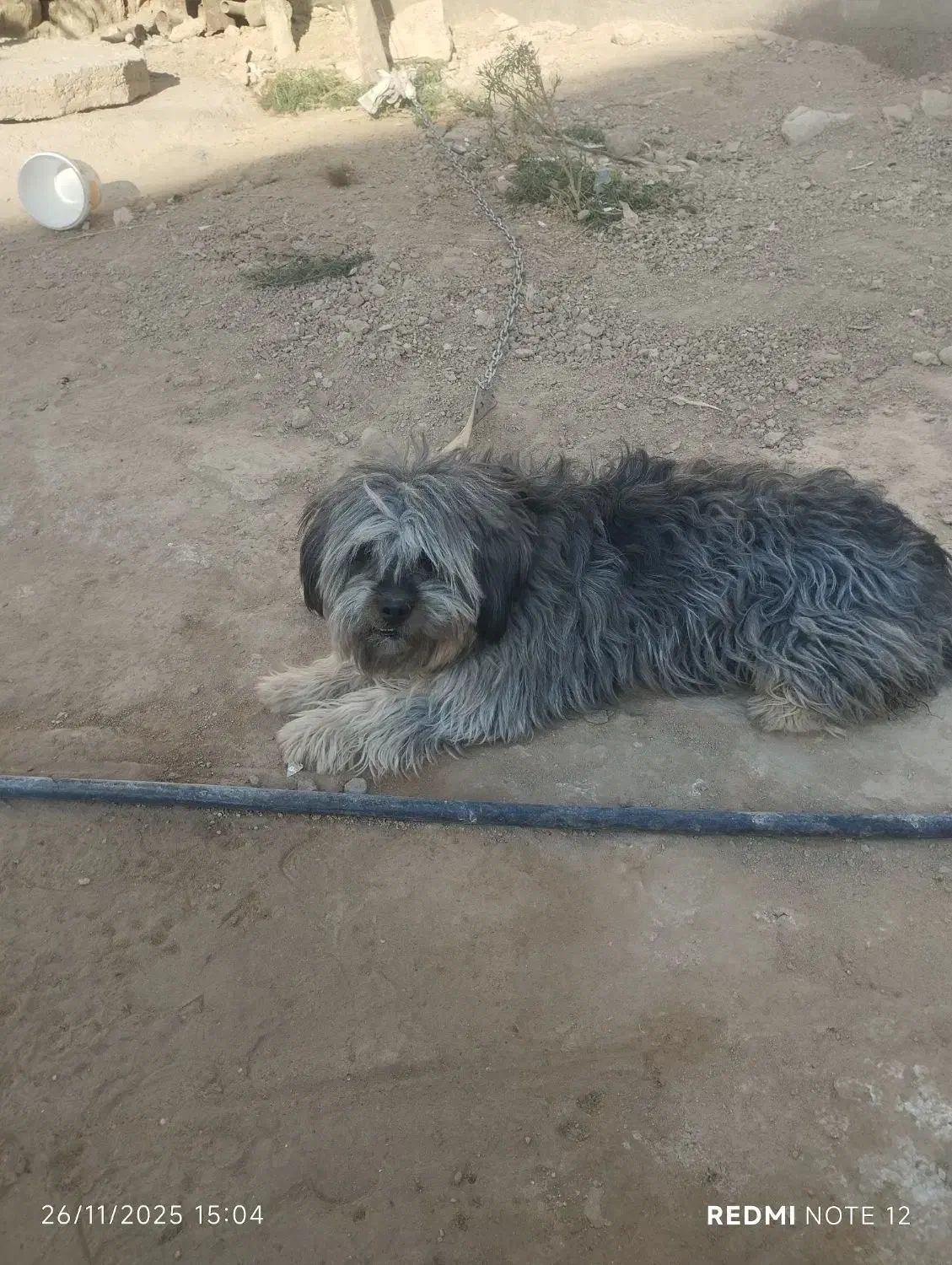 از بی جای|سگ|ایزدخواست, |دیوار