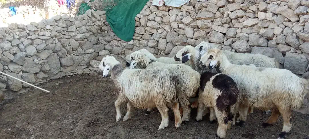 میش ورندیل داشت|حیوانات مزرعه|چاروسا, |دیوار