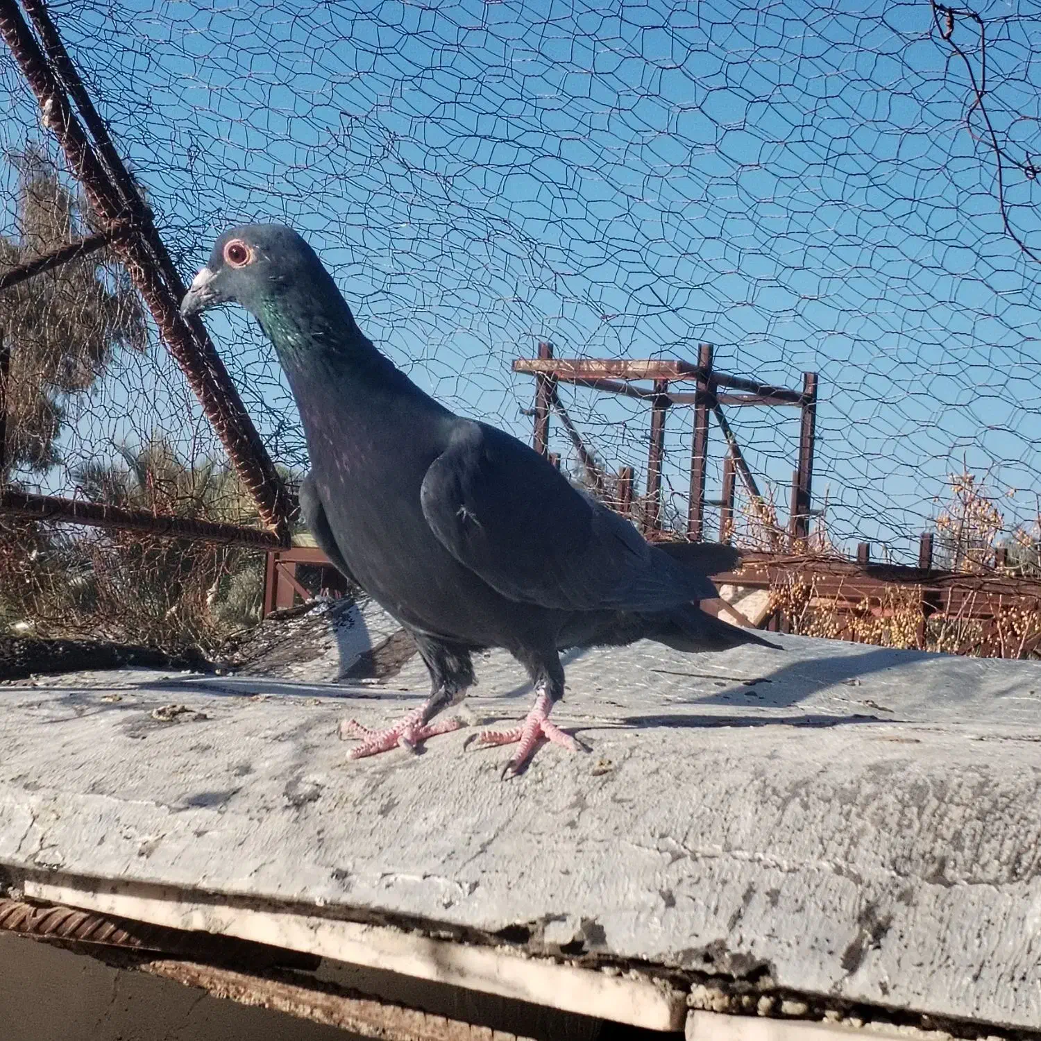 کبوتر|پرنده|بم, |دیوار